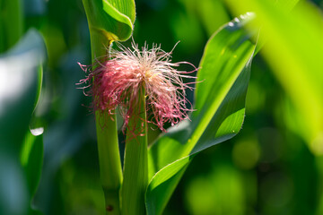 Close-up photo of a field growing organic corn, green leaves and ears