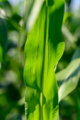 Close-up photo of a field growing organic corn, green leaves and ears