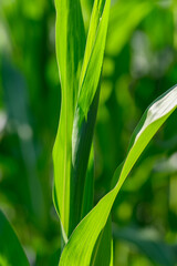 Close-up photo of a field growing organic corn, green leaves and ears