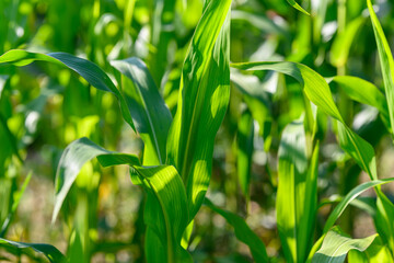 Close-up photo of a field growing organic corn, green leaves and ears