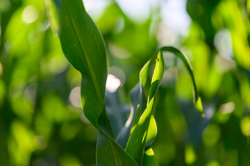 Close-up photo of a field growing organic corn, green leaves and ears