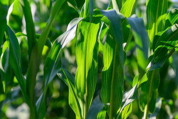 Close-up photo of a field growing organic corn, green leaves and ears