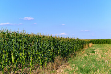 Obraz premium Close-up photo of a field growing organic corn, green leaves and ears