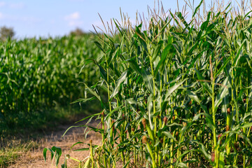 Close-up photo of a field growing organic corn, green leaves and ears
