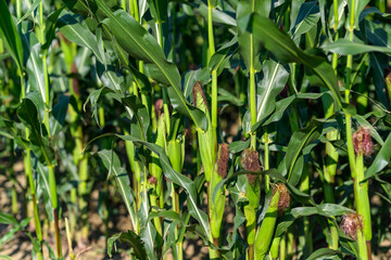 Close-up photo of a field growing organic corn, green leaves and ears
