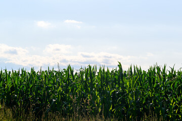 Close-up photo of a field growing organic corn, green leaves and ears