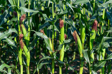 Close-up photo of a field growing organic corn, green leaves and ears