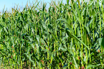 Fototapeta premium Close-up photo of a field growing organic corn, green leaves and ears