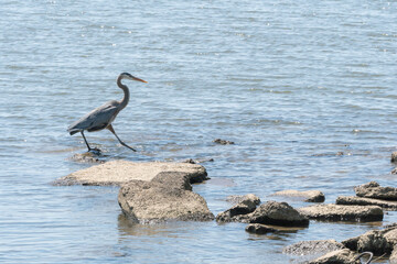Great blue heron with gray plumage and tall long legs wades in the water looking for small fish to...