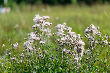 Fototapeta premium Dry thistle flowers on a summer meadow close-up