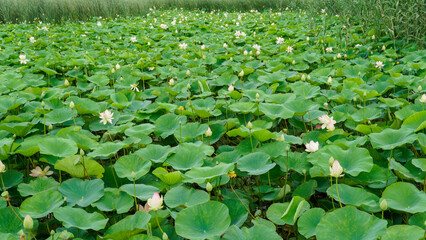 lotus petal pond flower nature beauty garden lotus flower flora background zen bloom green