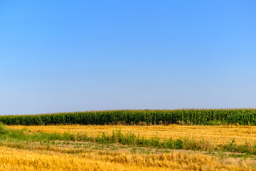 field in the summer