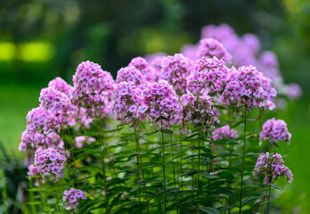 Blooms of pink flowers on a green meadow background