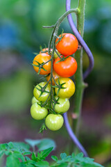 Organic vegetables on the country farm, ripening tomatoes