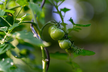 Organic vegetables on the country farm, ripening tomatoes