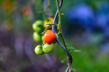Organic vegetables on the country farm, ripening tomatoes