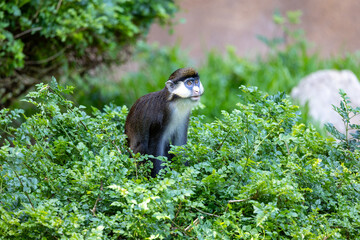 Schmidt's red-tailed monkey in a tree
