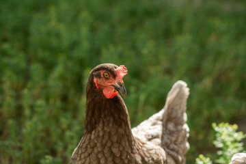 Free range chicken, rooster on the farm, brown chicken in the backyard, portrait of a chicken, sun rays, chickens pecking grass, unusual color, farm animals,  rural, country, nature, outside, closeup 