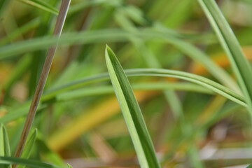 Green Grass Stem