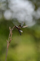 Black and White Dragonfly