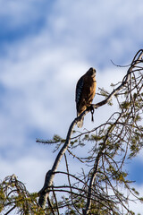Red-Tailed Hawk (Buteo jamaicensis) in Golden Gate Park, San Francisco, commonly found across North America.