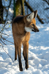 Maned Wolf (Chrysocyon brachyurus) in Cerrado, Brazil, commonly found in South American grasslands and scrublands.