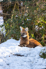 Maned Wolf (Chrysocyon brachyurus) in Cerrado, Brazil, commonly found in South American grasslands and scrublands.