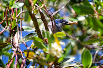 Western Scrub-Jay (Aphelocoma californica) in Golden Gate Park, San Francisco, commonly found in western North America.