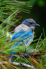 Western Scrub-Jay (Aphelocoma californica) in Golden Gate Park, San Francisco, commonly found in western North America.