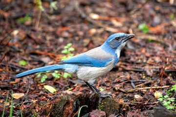 Western Scrub-Jay (Aphelocoma californica) in Golden Gate Park, San Francisco, commonly found in western North America.