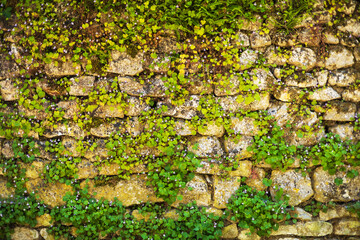 Ivy-Covered Stone Wall with Wildflowers