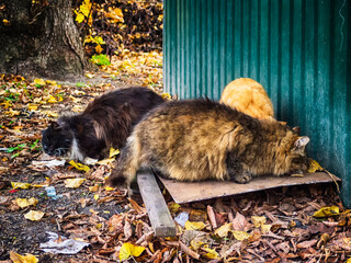 Street cats eat