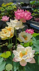 Blooming Lotus Flowers in Early Morning Light at the Valley Pond