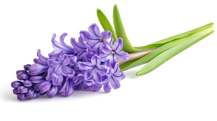 Obraz premium one single purple hyacinth flower on white background