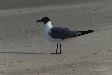 Gull at beach