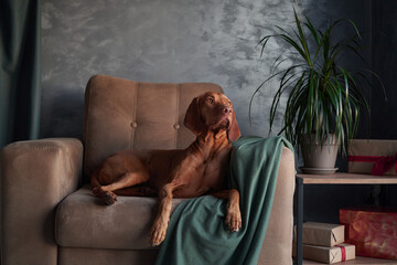A Hungarian Vizsla dog lounges on a couch, partially draped by a green blanket, exuding a sense of...