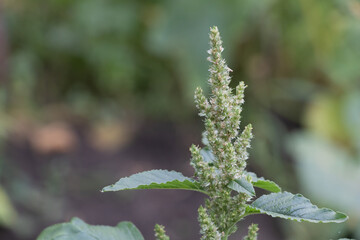 A close up of a Amaranthus retroflexus plant with its delicate leaves and tiny flowers standing out against the backdrop of nature's beauty