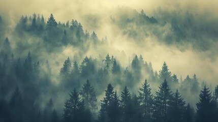 Misty landscape with fir forest