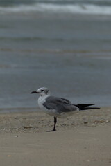 Gull at beach