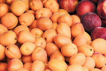Apricot fruits as background. Fresh organic fruits on market