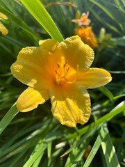 Sunny spring flowering