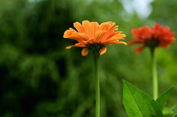 Beautiful blooming flowers in botanical gardens of Victoria, British Columbia, Canada