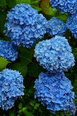 Beautiful blooming flowers in botanical gardens of Victoria, British Columbia, Canada