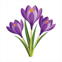 Crocus Flowers  vector art