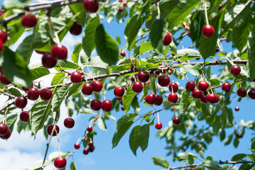 red cherries on a branch