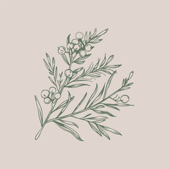 Abstract botanical illustrations of pine tree and fir tree Christmas decor