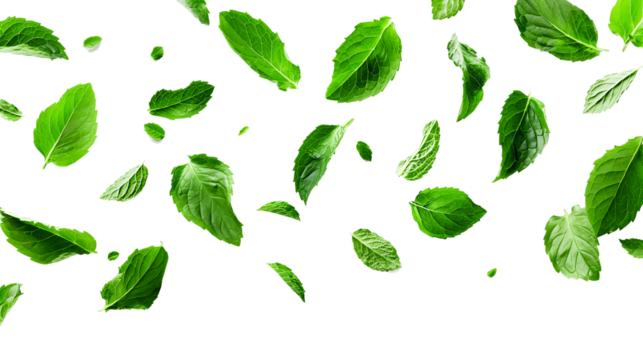 Mint leaves flying transparent cutout element
