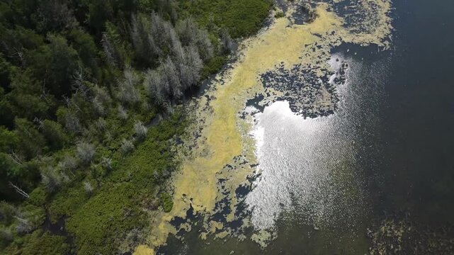 Vue a&eacute;rienne d'un bord de lac peu profond mar&eacute;cageux parsem&eacute; d'algues, d'arbres morts et de l&eacute;g&egrave;res vagues &eacute;claircies par le passage du reflet du soleil. Milieux humides du Qu&eacute;bec &agrave; vue de drone. 