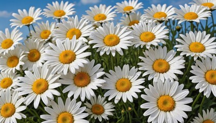White Daisies Close Up.
