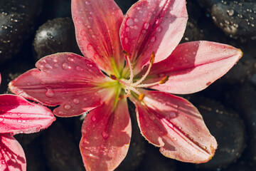 pink lilie on black pebbles in water drops in the rays of the sun.Flowers, water and stones background.Drops of water fall on delicate lily petals.Summer bulbous flower © Yuliya